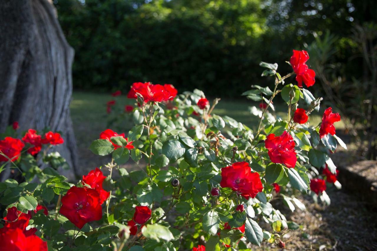 Grande Villa Storica Per Vacanze Con Giardino Privato E Piscina Ostra Zewnętrze zdjęcie